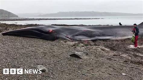 Beached Whale Thrashes On Cornwall Beach Bbc News