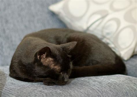 Sleeping Black Cat Free Stock Photo By Melissa Nicklen On