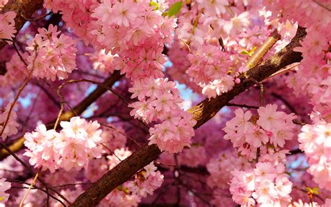 cherry blossom wallpaper hd pixelstalknet