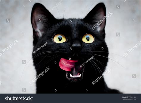 Green Eyed Black Cat Portrait Background Stock Photo 551111506
