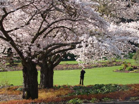 Five Peaceful Places To Experience Cherry Blossom Season In Vancouver