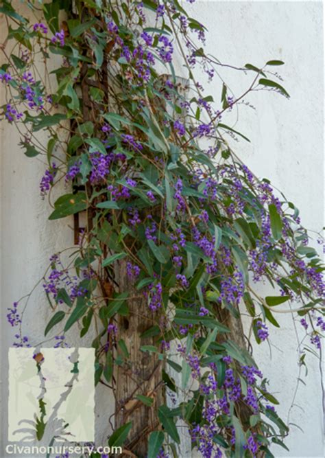 Purple Lilac Vine Hardenbergia Violacea Civano Nursery
