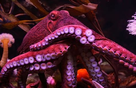 Scientific Study Says Octopuses May Have Come From Outer Space Gaia