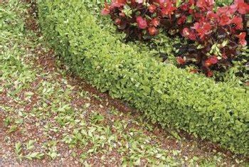 Irregular, broadly upright, shrubby form is. How to Plant Boxwood Shrubs Around a House | Home Guides ...