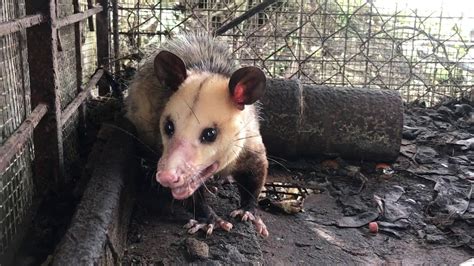 Up Close And Personal With An Opossummanicou Youtube