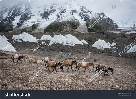 Caravan Horse Donkey Karakoram Mountain Pakistan Stock Photo 180325229