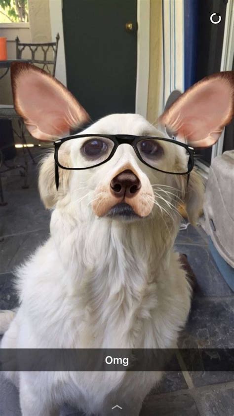 22 Photos Of Pets With Snapchat Filters That Are Just Perfect