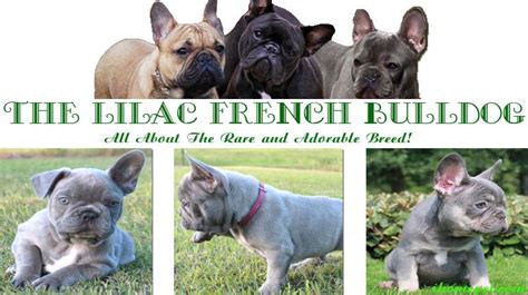 What colors do french bulldogs come in? French Bulldog Colors Akc