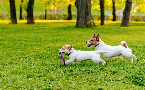 Dog Parks Are They Right For Your Dog Lone Tree Veterinary Medical