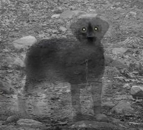 10 Creepy Ghost Animals Caught On Camera Slapped Ham