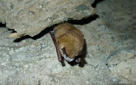 As Bat Disease Continues Its Deadly March Study Finds Its Killed More