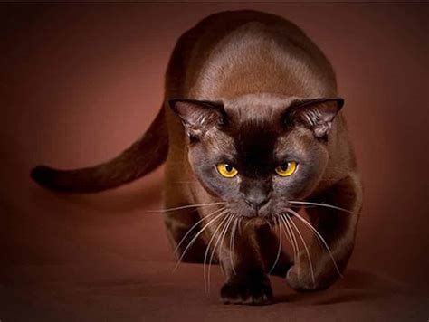 Havana Brown Cat Purrfect Cat Breeds