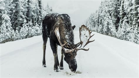Watch Moose Blasts By Hikers In Deep Snow