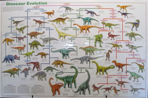 IMG_7591 Dinosaur Evolution - Creation Engineering Concepts