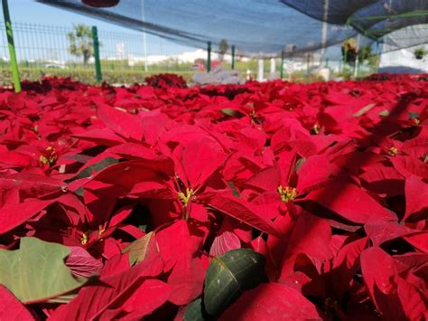 Nochebuena La Flor Que México Le Regaló A La Navidad Meganoticias