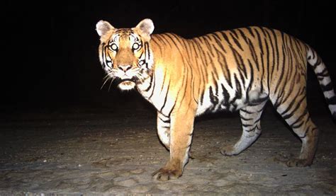 The Tigress F1 Has An Established Territory In Nepals Parsa Wildlife