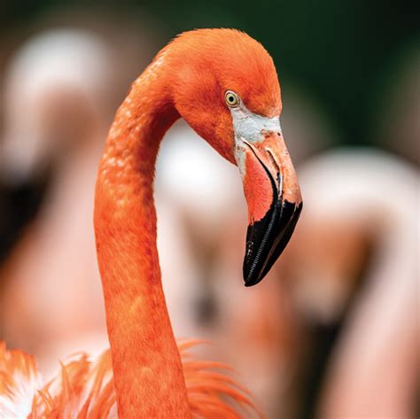 American Flamingo Denver Zoo