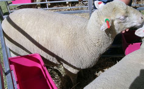 South African Mutton Merino Sheep Oklahoma State University