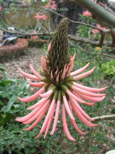 Erythrina Speciosa Pink Tenerife Jardin Botanique De La Orotava
