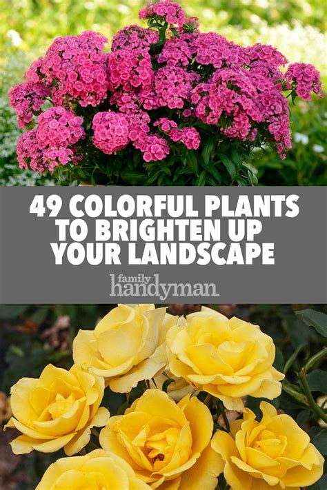 49 Colorful Plants To Brighten Up Your Landscape Colorful Plants