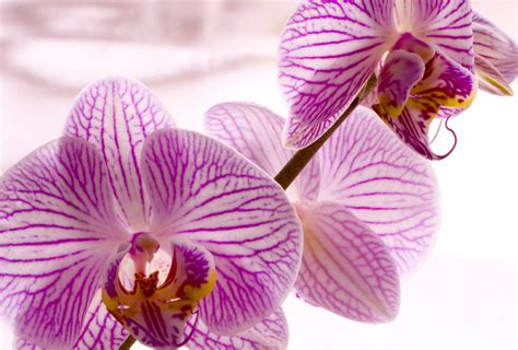 Sfondi Desktop Orchidee Scarica Sfondi Gratuiti