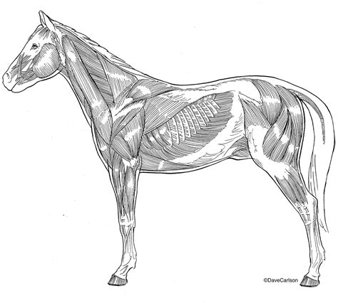 Parts Of A Horse Diagram Muscles Horse Superficial Muscles Drawing