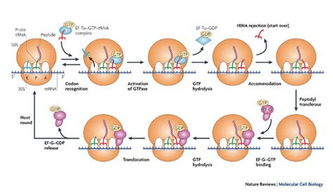 Translation In Prokaryotes Online Biology Notes