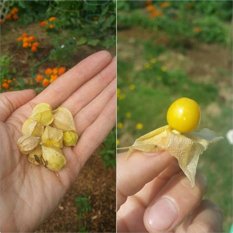 My Physalis Peruviana Also Known As Peruvian Ground Cherry Or Cape