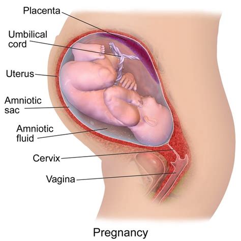 Stages Of Aroused Vulva