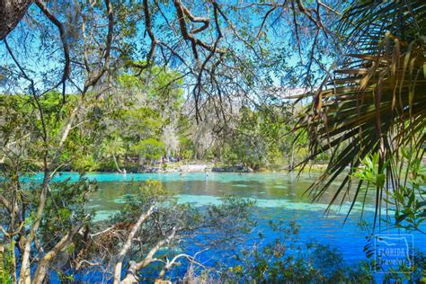 Silver Glen Springs A Scenic Gem In Ocala National Forest