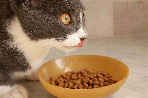 The 9 Best Premium Dry Cat Foods Of 2021 According To A Veterinarian