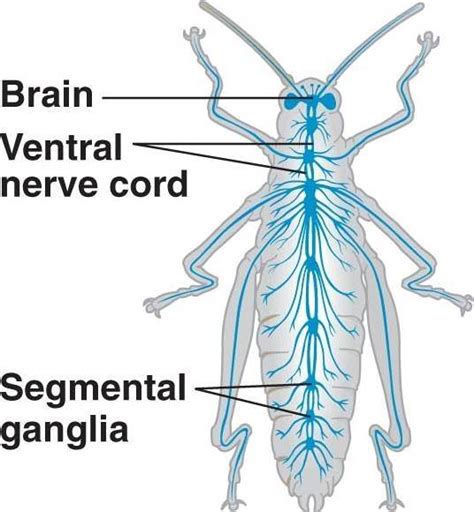 That's a million times fewer neurons! Do cockroaches have more than one brain? - Quora