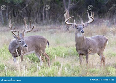 Самцы оленя Whitetail 2 Boone и Crockett Стоковое Изображение