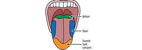 Labeled Simple Tongue Diagram Human Anatomy 4c Diagram Of Tongue