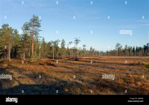 Forest In Finnish Taiga Kuhmo Kainuu North Karelia Finland Stock