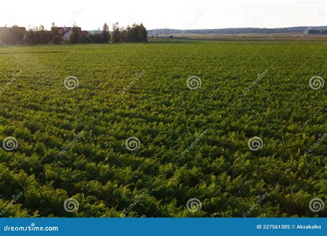 Agriculture Of Belarus Carrot Field Stock Image Image Of Growth