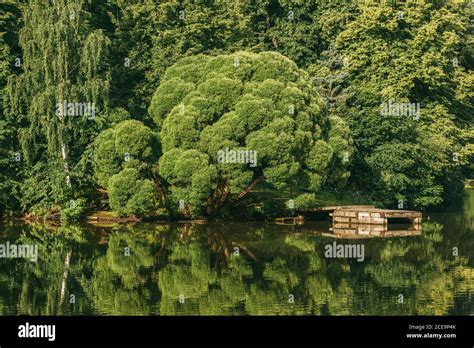 Beautiful Spring Landscape With Weeping Willows And Birches Trees