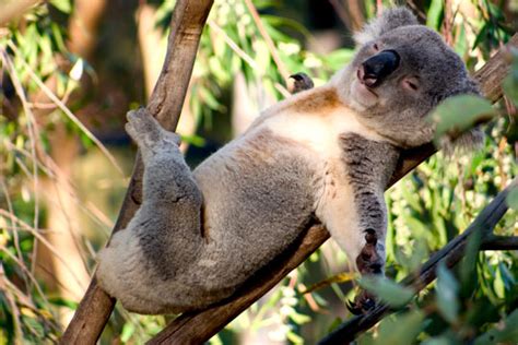 Awesome Animal Fact Sleepy Koalas Stan C Smith