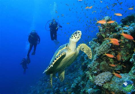 Cano Island Costa Rica One Of Costa Ricas Best Diving Spots