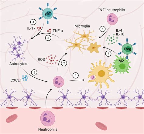 Frontiers Immune Response In Neurological Pathology Emerging Role Of