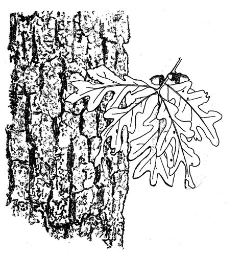 White Oak Tree Drawing At Getdrawings Free Download