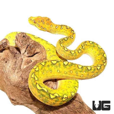 Yearling Biak Green Tree Python Morelia Viridis For Sale