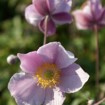 Well, at least she tries. Anemoon (Anemone tomentosa 'Robustissima') | Directplant