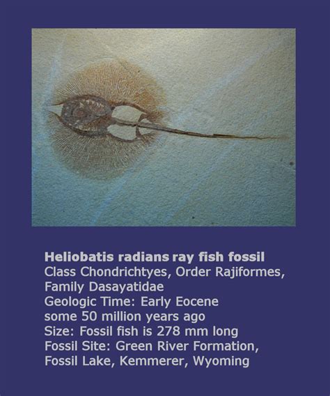 Heliobatis Radians Green River Fish Fossil