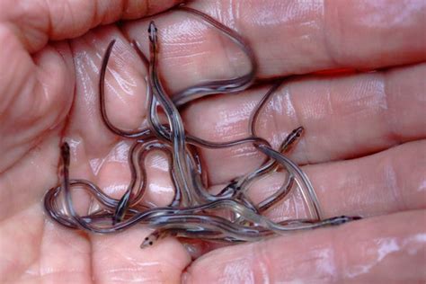 Maines Baby Eels Thrive As A Prized Catch In The Us Market