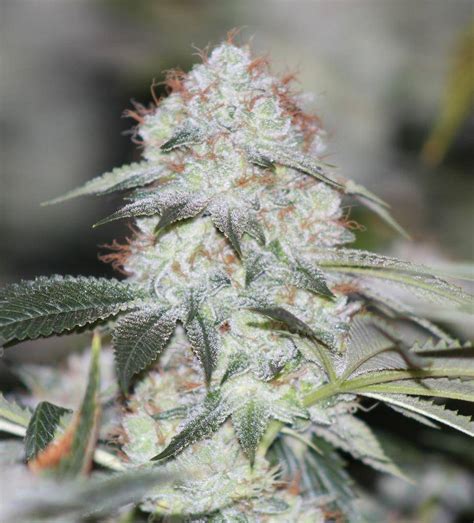 The White And White Hybrids Cannabis Flower Photos International