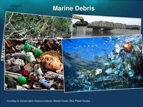 Ppt The Impact Of Marine Debris Powerpoint Presentation Free
