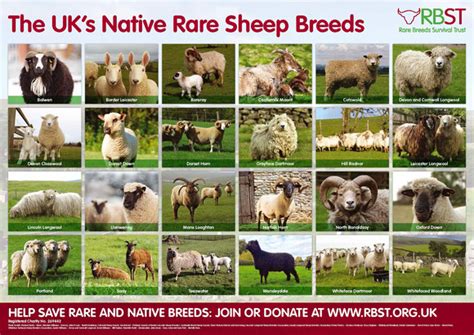 Claire Watson Photography Rbst Rare Breeds Sheep Poster 2016 Rbst