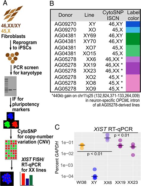 monosomy x in isogenic human ipsc derived trophoblast model impacts expression modules preserved