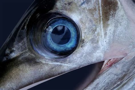 What No One Tells You About A Fishs Eyesight Begin To Fish